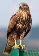 Buse variable