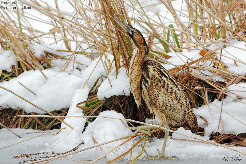 Eurasian Bitternadult