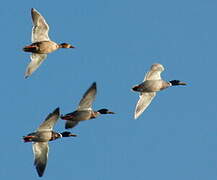 Canard colvert