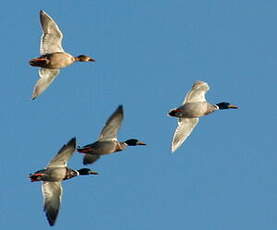 Canard colvert