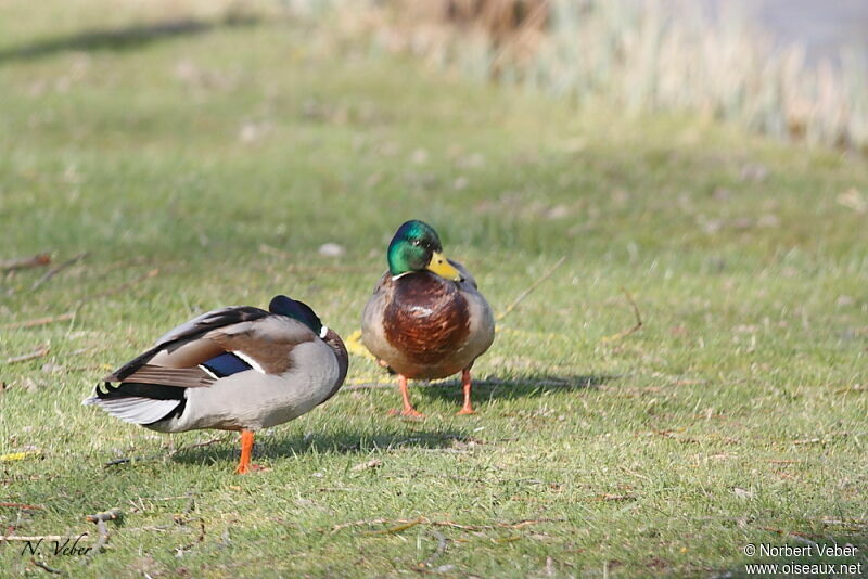 Mallard male adult