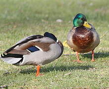 Canard colvert