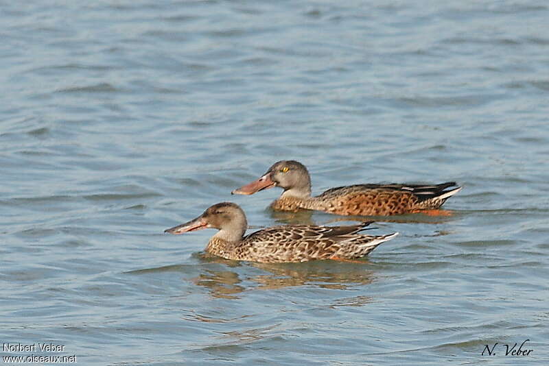 Canard souchetadulte internuptial