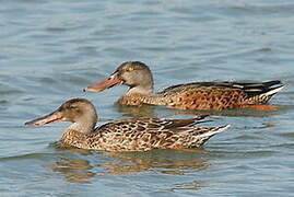 Northern Shoveler