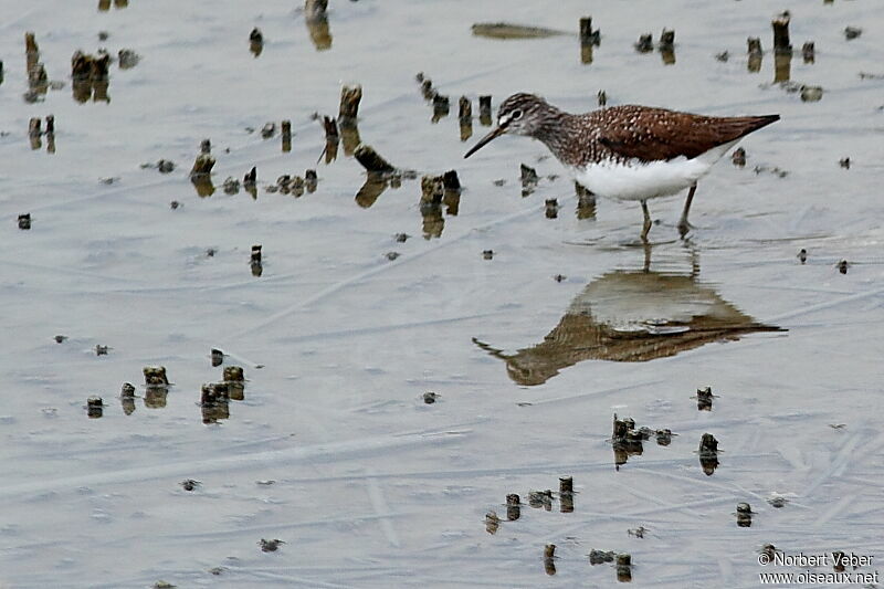 Green Sandpiperadult, Behaviour