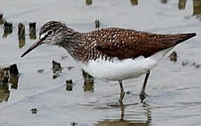 Green Sandpiper