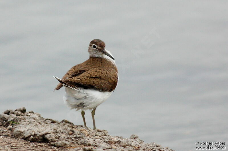 Common Sandpiperadult