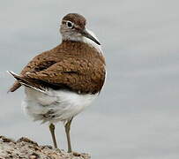 Common Sandpiper