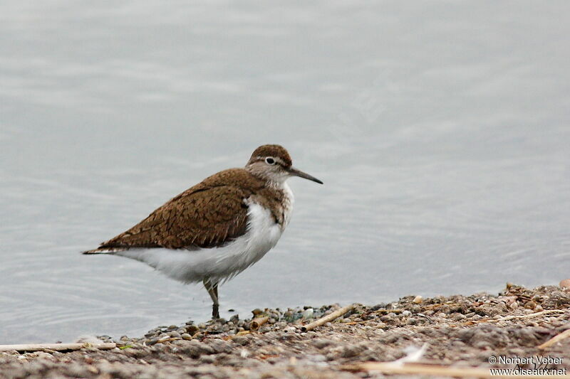 Common Sandpiperadult