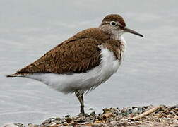 Common Sandpiper