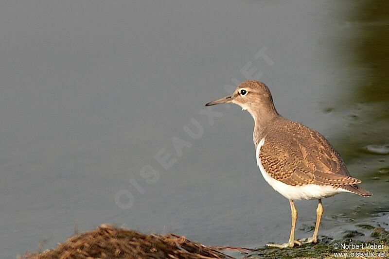 Chevalier guignetteadulte, identification