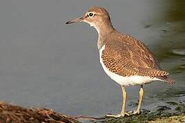 Common Sandpiper