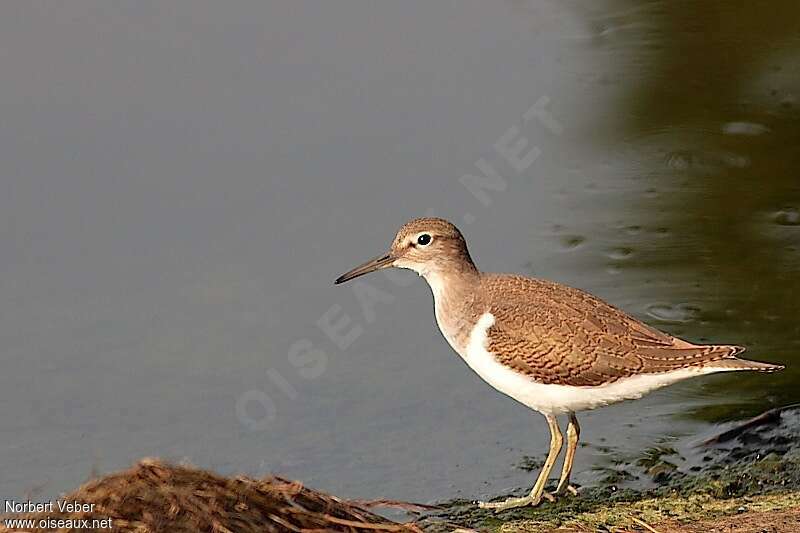 Common Sandpiperjuvenile, identification