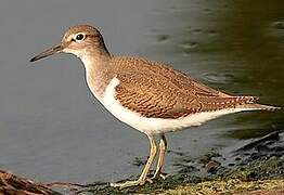 Common Sandpiper