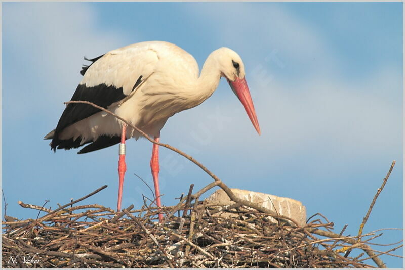 White Storkadult