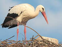 Cigogne blanche