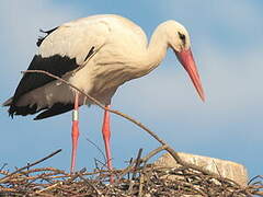 White Stork