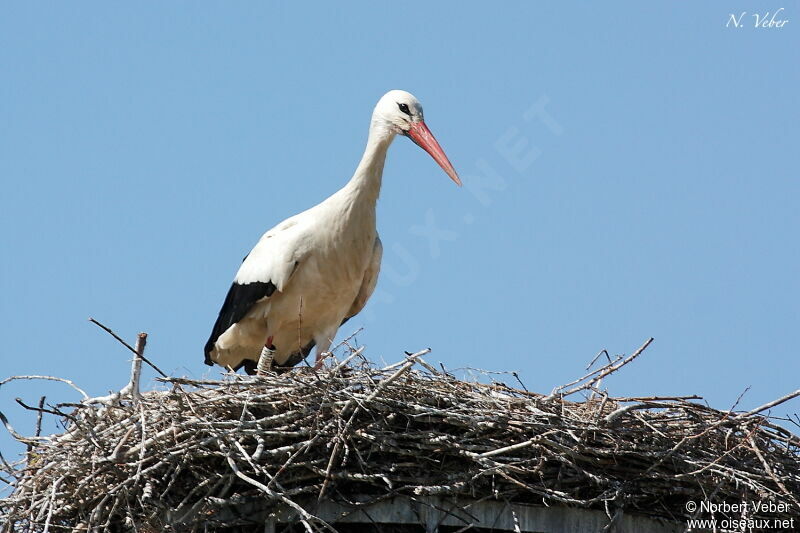 Cigogne blancheadulte, Nidification