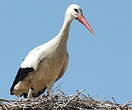 Cigogne blanche