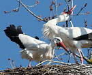 Cigogne blanche