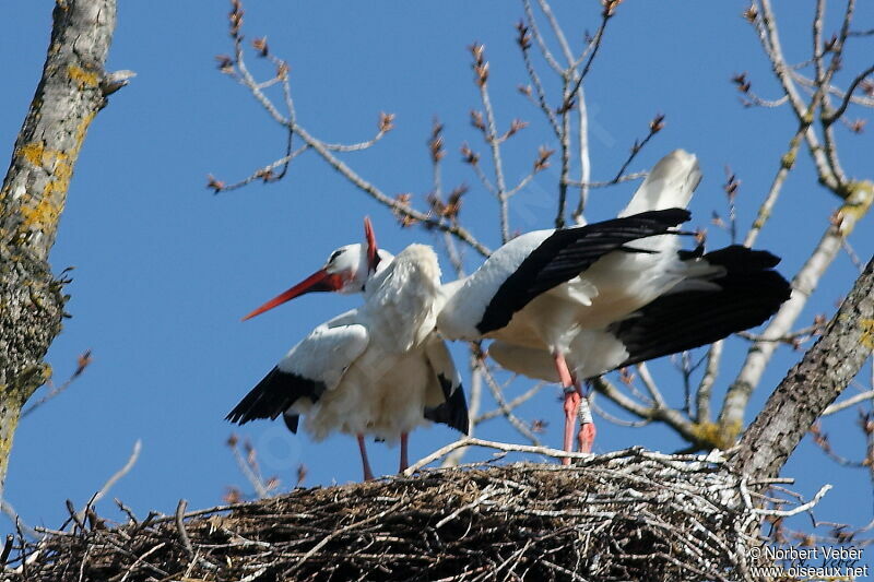 Cigogne blanche adulte, Nidification, Comportement