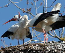 White Stork