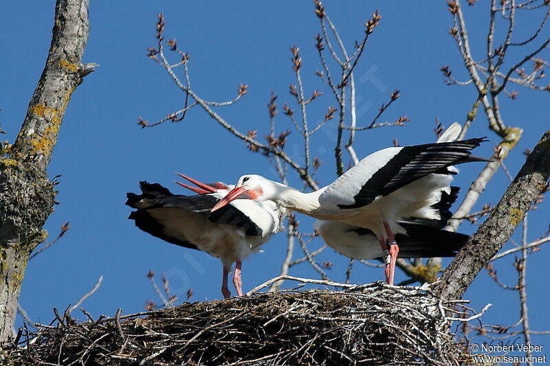 Cigogne blanche adulte, Nidification, Comportement