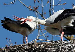 White Stork