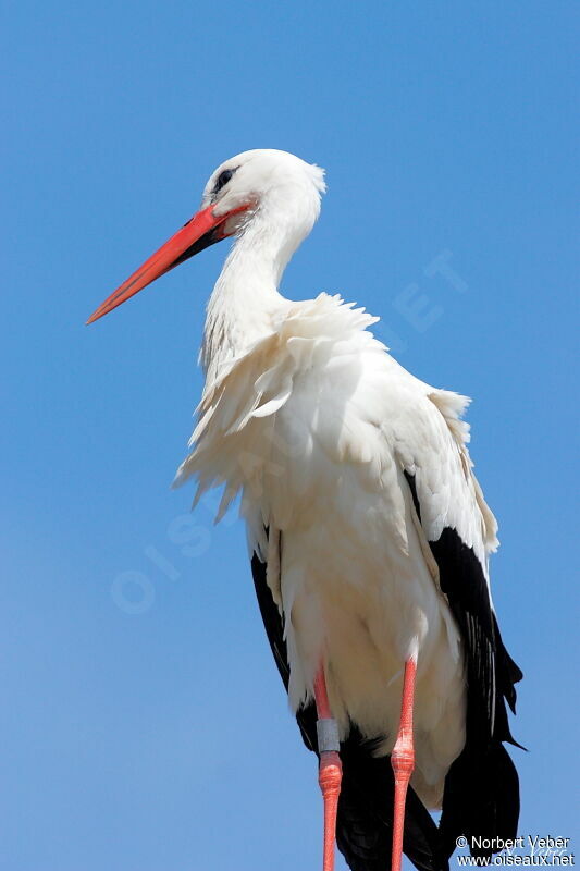 White Storkadult