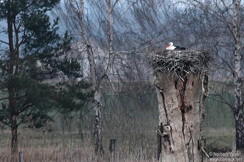 White Storkadult, Reproduction-nesting
