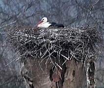 White Stork