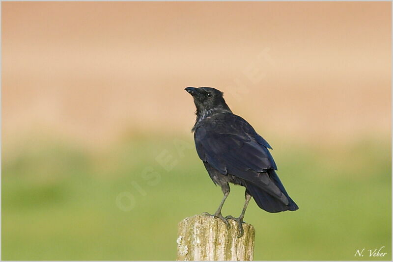 Carrion Crow