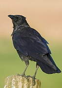 Carrion Crow