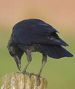 Carrion Crow