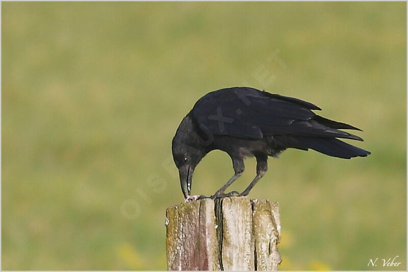 Carrion Crow