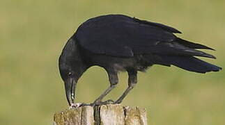 Carrion Crow