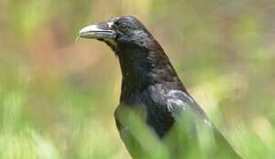 Carrion Crow