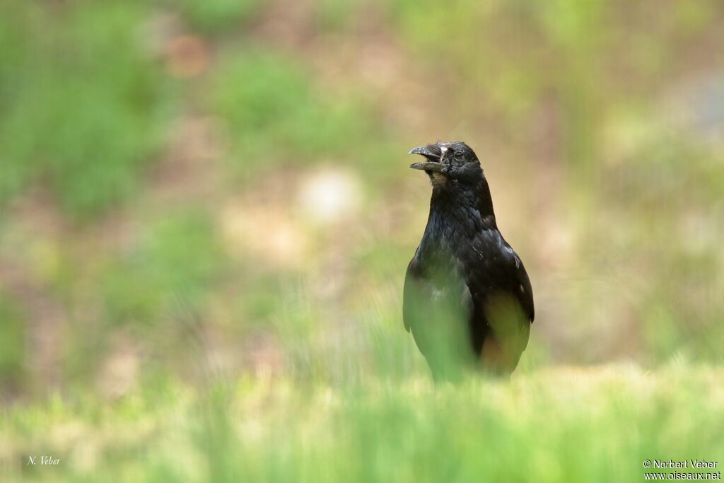 Carrion Crow