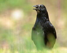 Carrion Crow