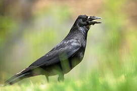 Carrion Crow