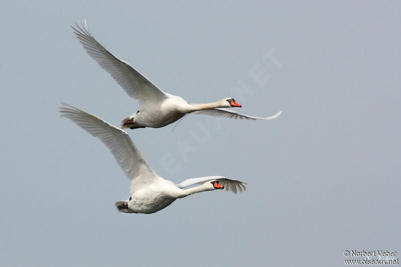 Cygne tuberculé adulte, Vol