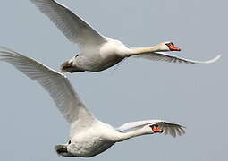 Mute Swan