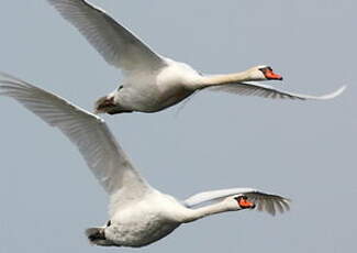 Cygne tuberculé