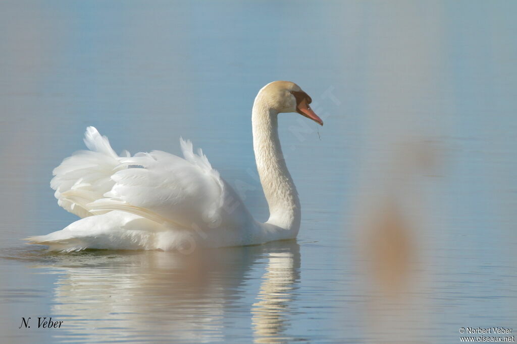 Cygne tuberculé mâle adulte, Comportement