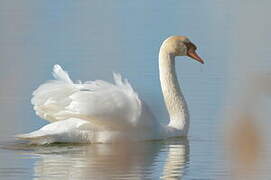 Cygne tuberculé