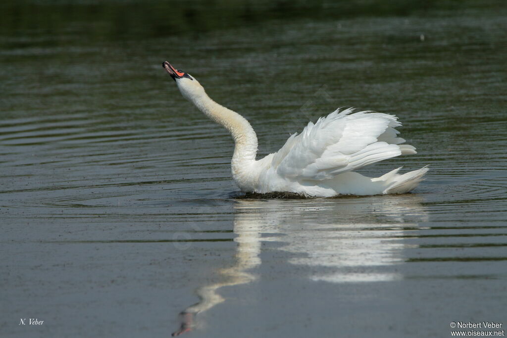 Cygne tuberculé mâle adulte, Comportement