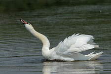 Cygne tuberculé