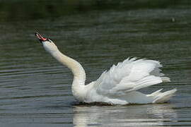 Mute Swan