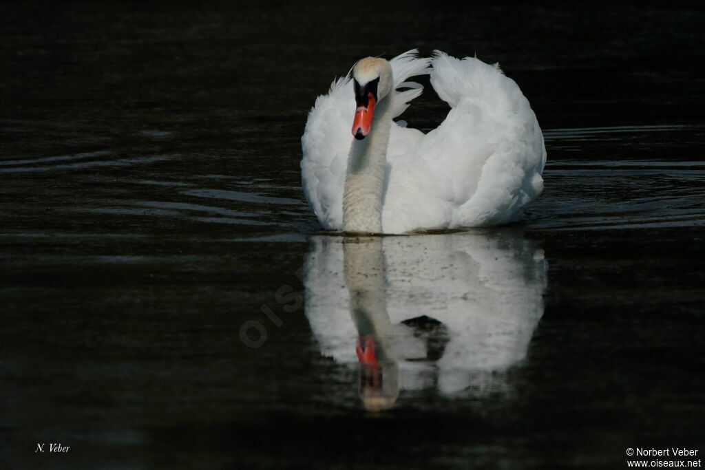 Mute Swan