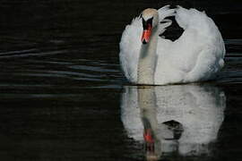 Mute Swan